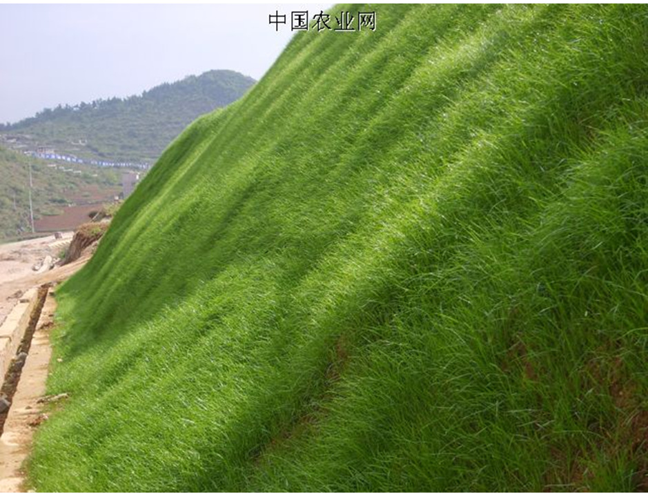 批發護坡專用草籽:高羊茅草種子,四季青 百喜草,狗牙根