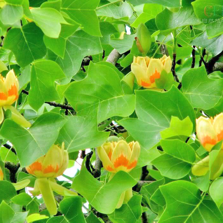 园林绿化苗木行道树 马褂木 杂交马褂木 园林行道树