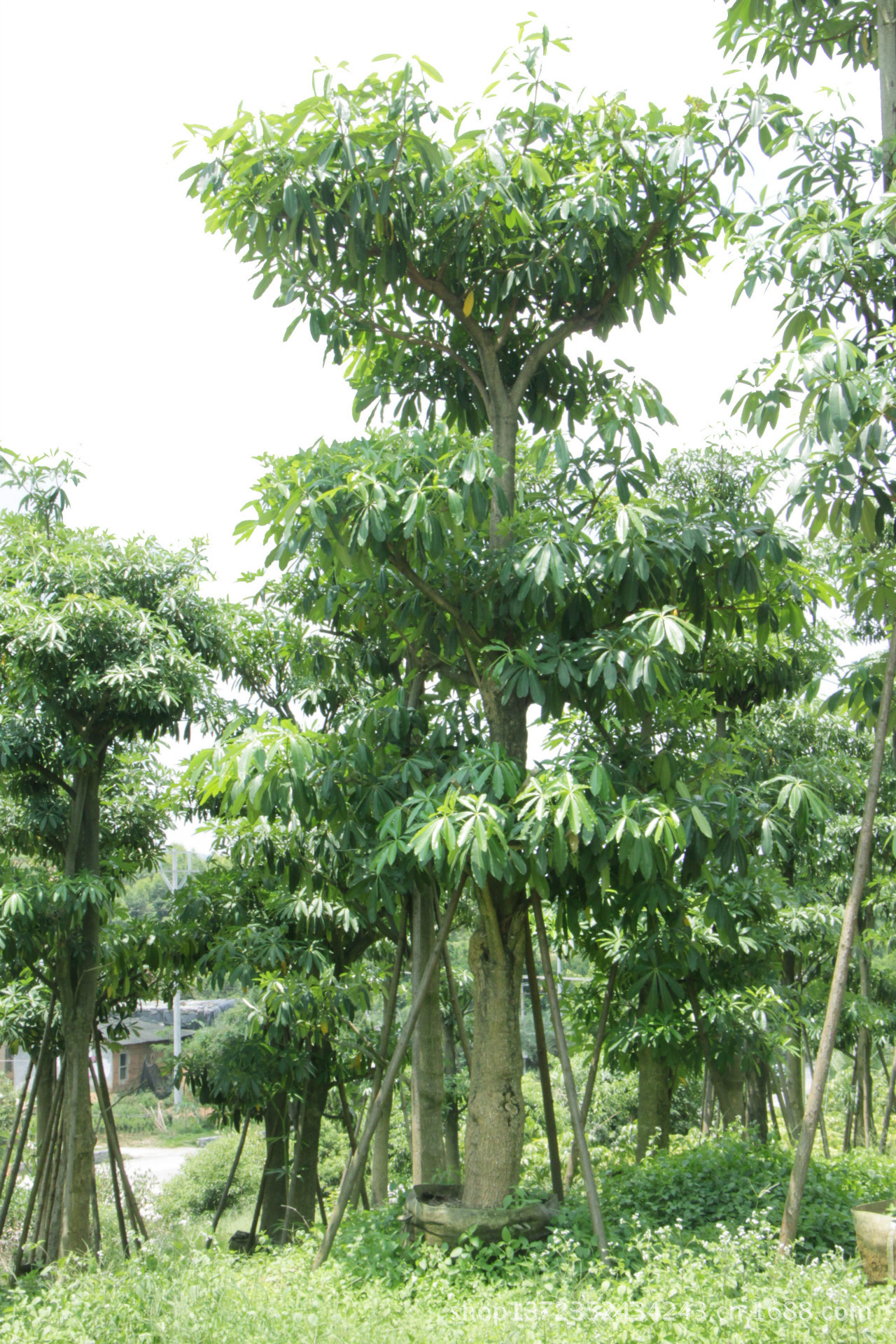 全国供应绿化苗木盆架子 橡胶树 景观树