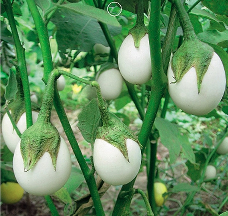 鸡蛋茄种子 白蛋茄种子 观赏蔬菜种子 阳台盆栽蔬菜种子 30粒装