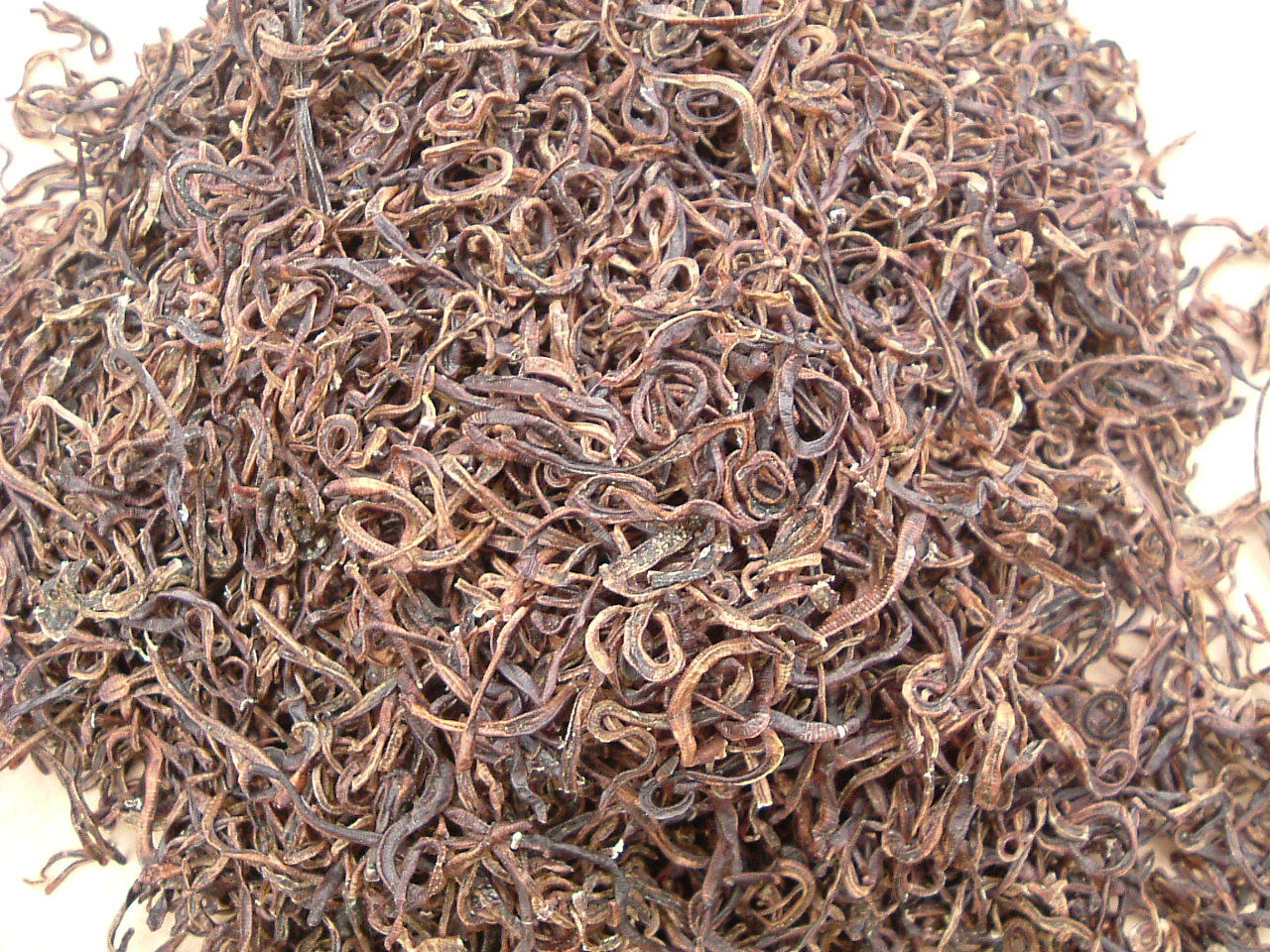 批发自养红虫,红线虫,水蚯蚓.蚯蚓.价格实惠量大优惠!