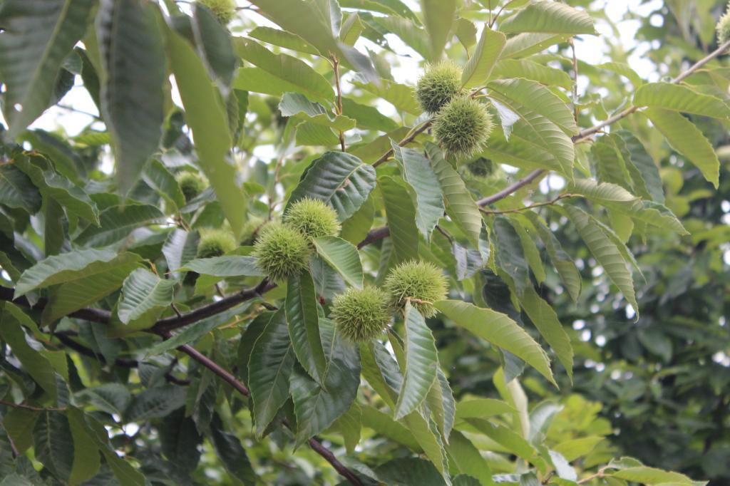 2015新鲜生板栗 毛板栗 板栗野生板栗 有机云南特产新鲜板栗批发