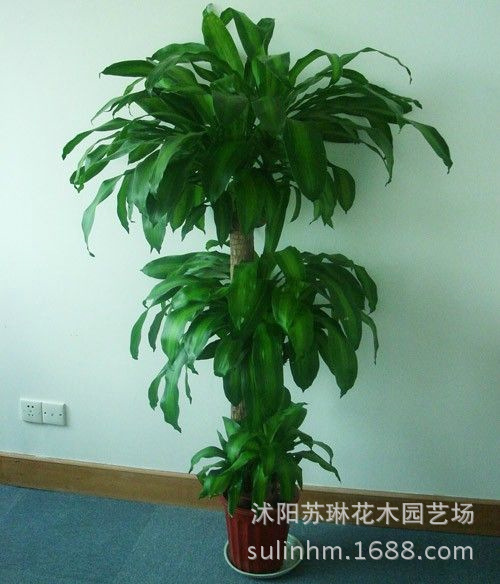 新品 巴西木 铁香龙血树 巴西美人室内风水高档盆栽水培瓶植物