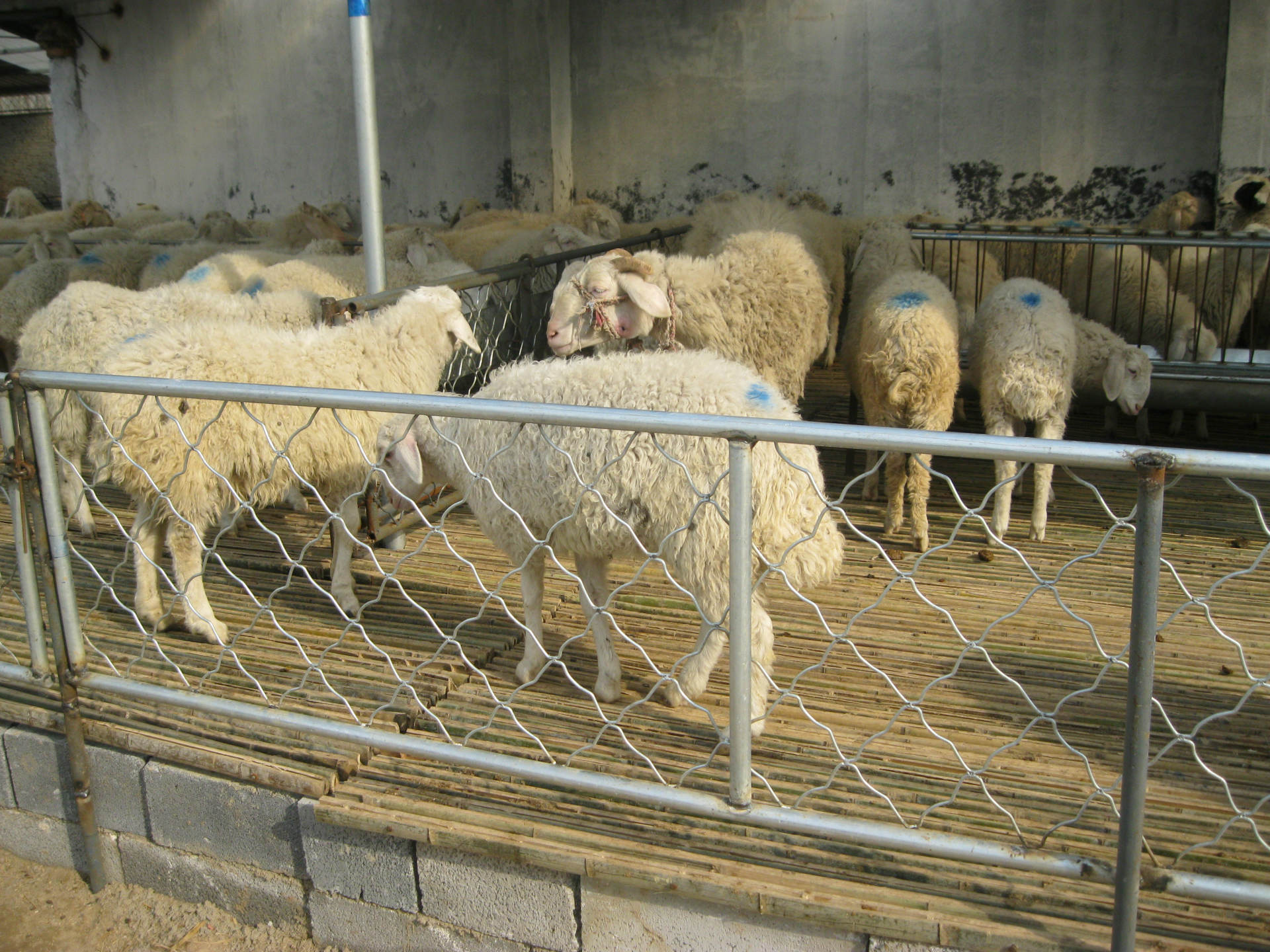 湖南肉羊品种 湖北肉羊品种 山东养羊场小尾寒羊纯种小尾寒羊种羊