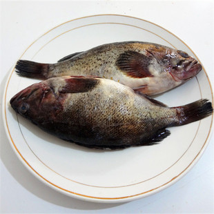 海之沃 肉质鲜嫩洁白 尤适清蒸和做汤 野生黑石鲈 黑鱼 黑鲪鱼