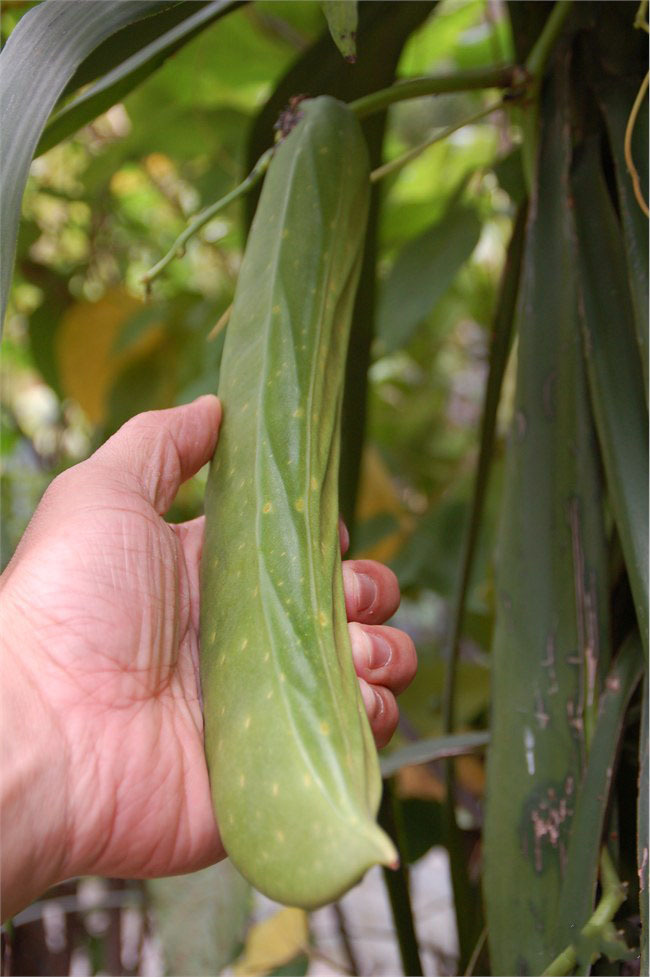 蔬菜種子 【大刀豆種子】 刀豆種子 庭院種植 補腎益氣 5粒