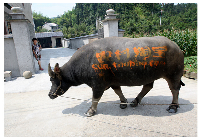 万万没想到,用大水牛也能做营销