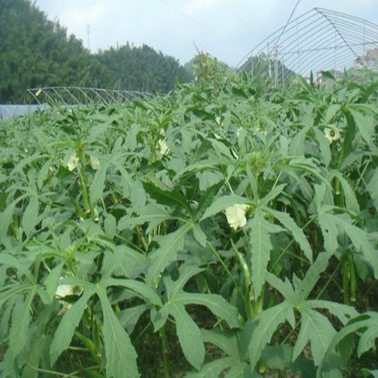 浙江衢州产地直销蔬菜特色农产品黄秋葵六角豆洋辣椒 基地现摘价格