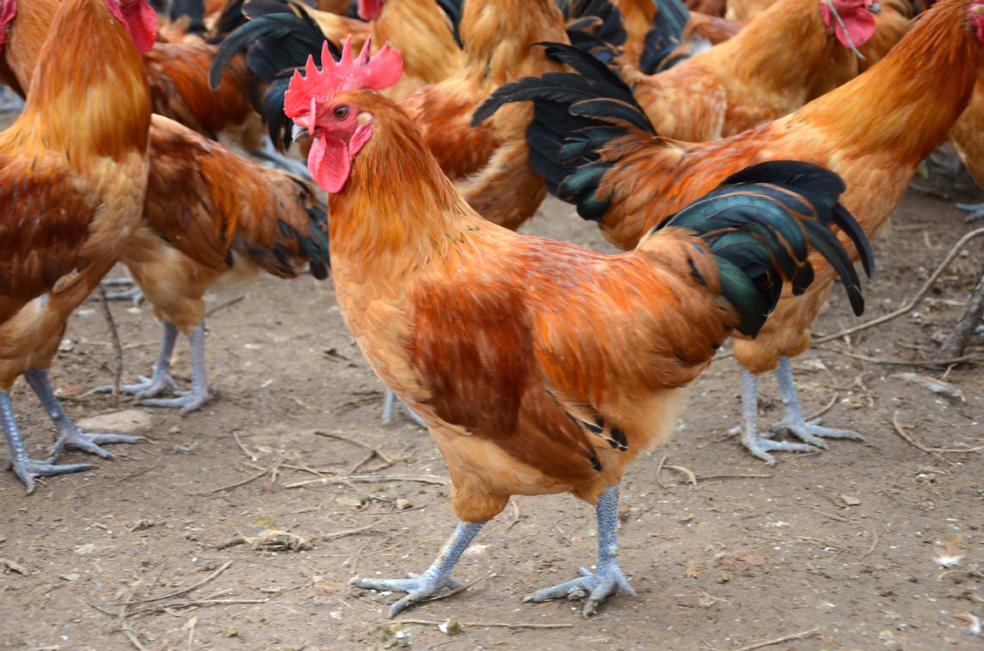 优质原生态土鸡,老母鸡,森林散放鸡