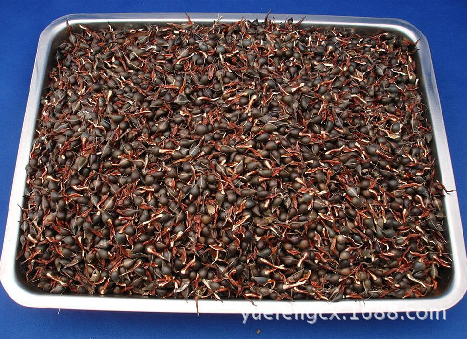 新鲜采摘的沉香种子,白木香种子