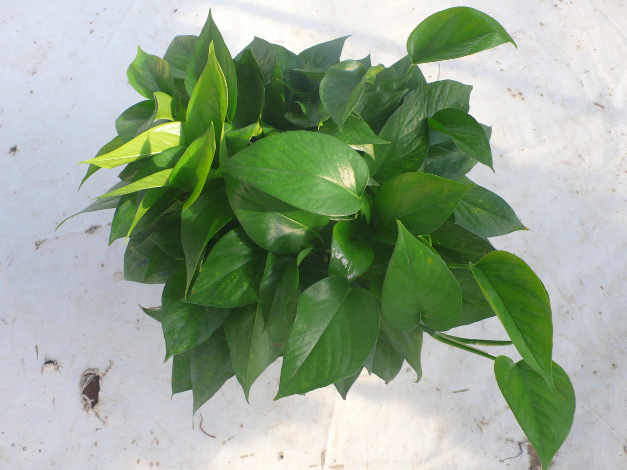 绿色植物盆栽盆景吊兰办公室观叶家居花卉绿萝230#批发零售