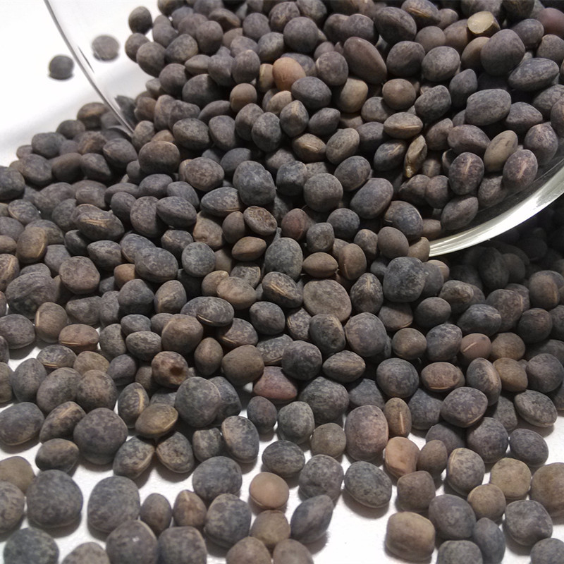 甘肃兰州大量供应甘肃产 小灰豆鸽粮 野豌豆 箭舌豌豆 赛鸽 信鸽饲料