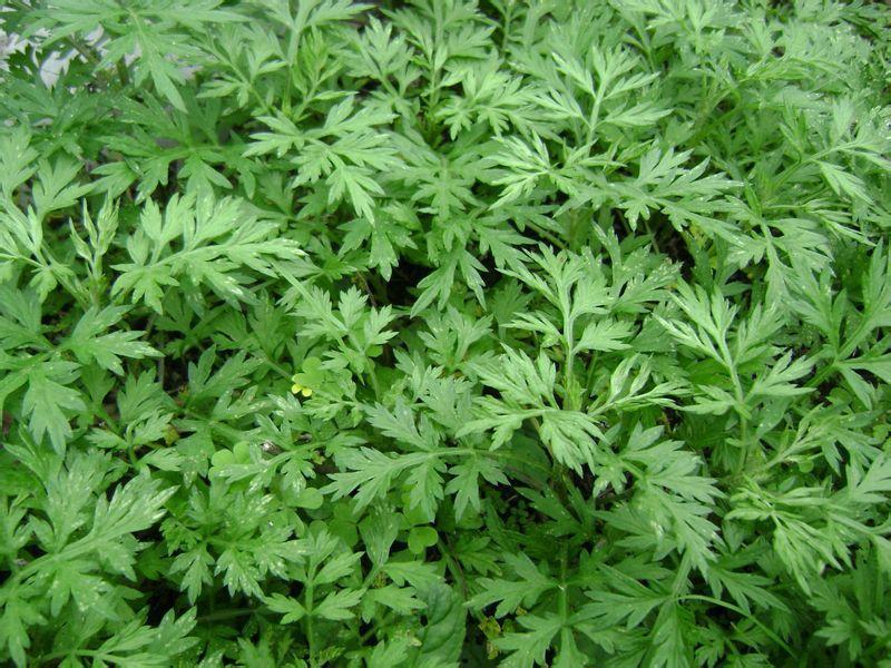 纯天然野蒿,艾蒿,白蒿提取物 抗菌消炎 止痛,温经止血