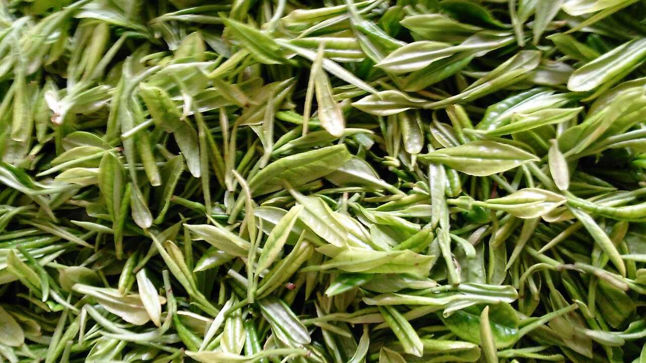 餐饮专用 原叶袋泡茶 绿茶