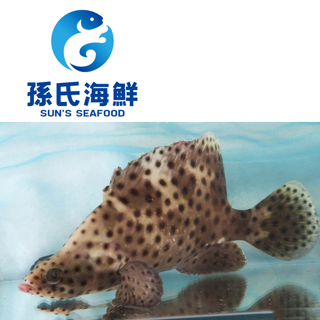 供應活老鼠斑魚新鮮老鼠斑魚鮮活老鼠斑海鮮魚類05085kg