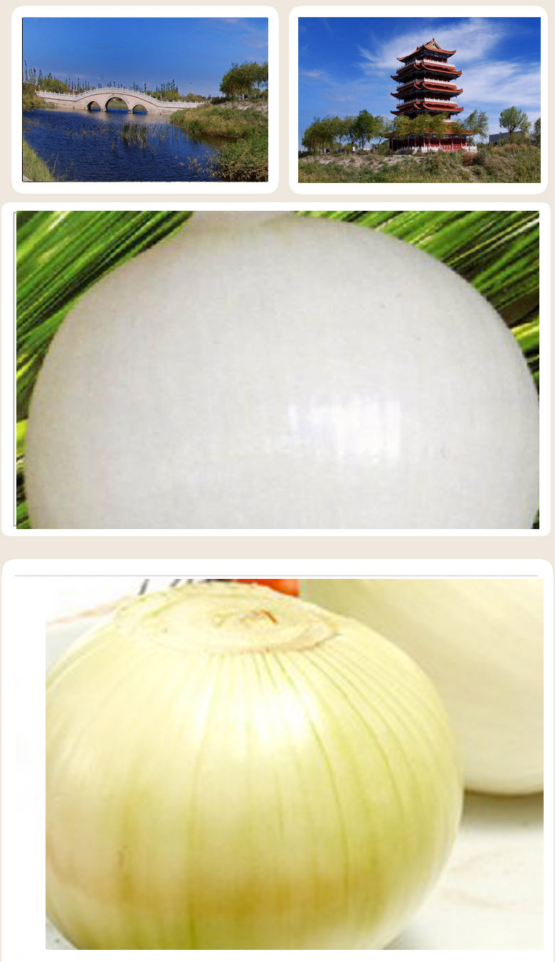 白皮洋葱 优质洋葱 肉厚 味辣 新鲜蔬菜 现货批发零售 量大从优