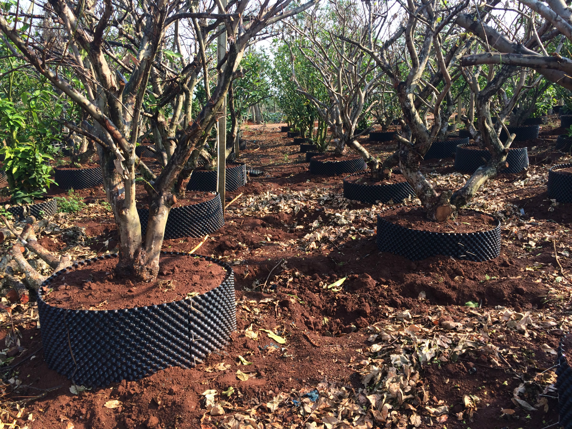 控根器.海南图片_9