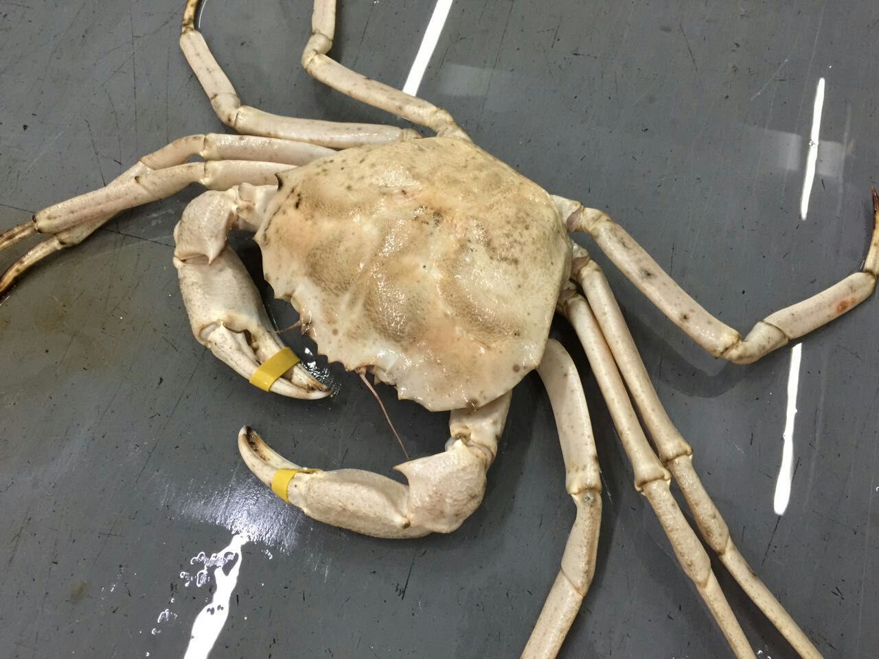 进口螃蟹批发 美国雪蟹 新鲜鲜活雪蟹 冷冻进口鲜活海产品