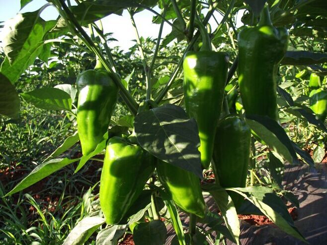 蔬菜种子 湘研一号辣椒种子 杂交一代极早熟青椒 高产抗病10g/包