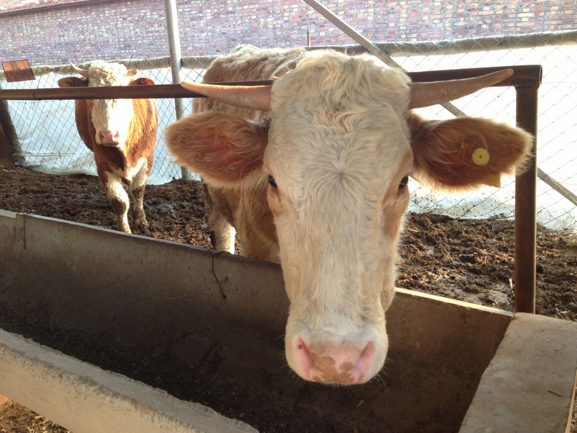 自家养殖 西门塔尔牛 新鲜牛肉 无瘦肉精 牛犊 种牛 母牛