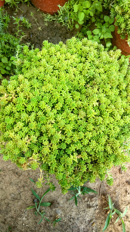 万年草/蓬蓬草/小肉肉草/蘑菇头/井干草图片_7