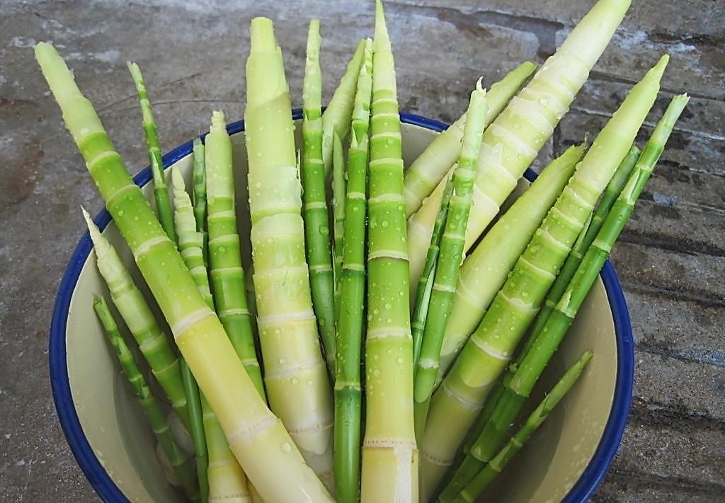 能够降脂减肥的自然界神菜------竹笋