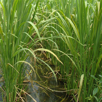 茭白批發野茭白茭草基地直供重慶水生植物水生經濟植物