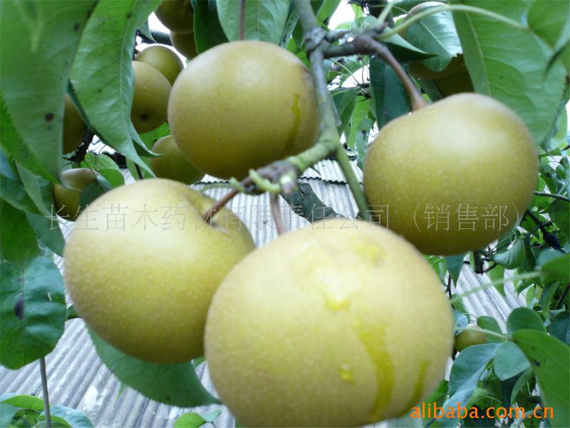直销优质圆黄梨,产地低价批发圆黄梨水果,四川圆黄梨生产基地