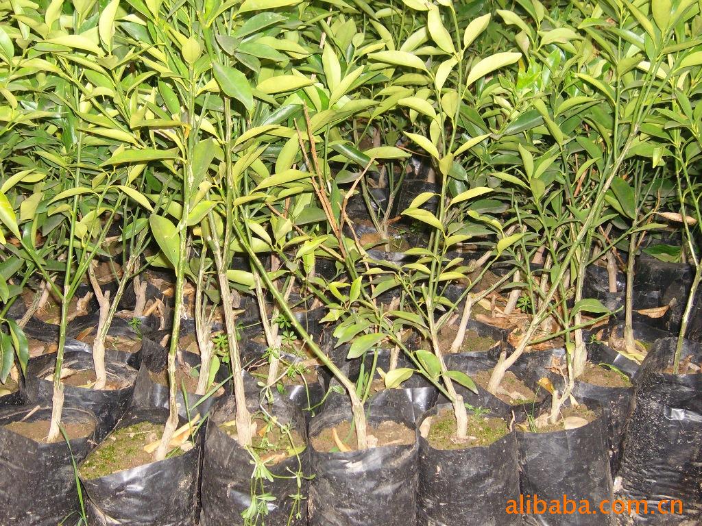 金桔苗 金钱桔 金糖桔苗木 观赏桔 食用桔 果树苗