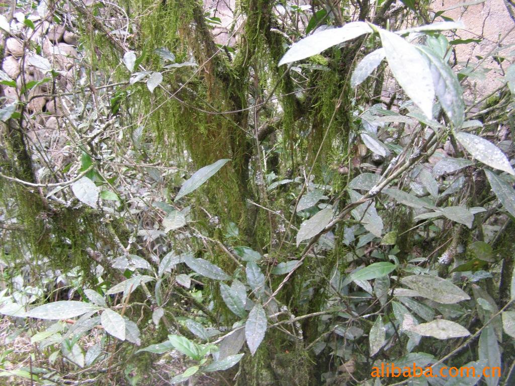 水金龟茶树图片